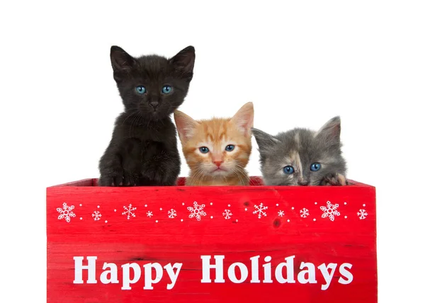 Três Gatinhos Diversos Uma Caixa Madeira Vermelha Com Happy Holidays — Fotografia de Stock