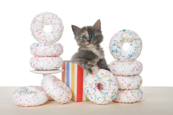 Adorable Diluted Tortie Kitten Sitting Colorful Birthday Present Box Surrounded — Stock Photo, Image