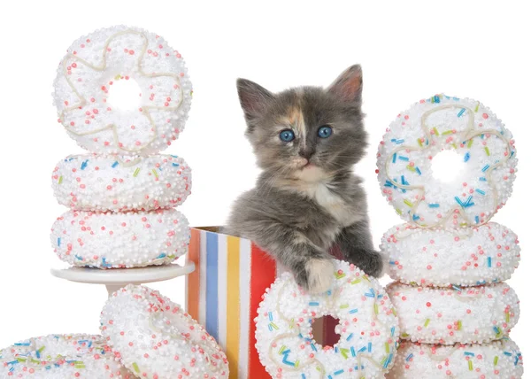 도넛으로 둘러싸인 화려한 상자에 사랑스러운 고양이 화이트 — 스톡 사진