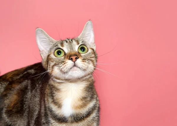 一只黑色 棕色和白色的猫的肖像 用宽大的眼睛直视着观众 专注跟踪表达式 带复制空间的粉红色背景 — 图库照片
