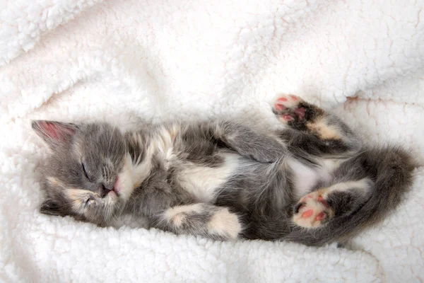 Adorable Chaton Tortie Diluée Dormant Envers Sur Une Couverture Peau — Photo