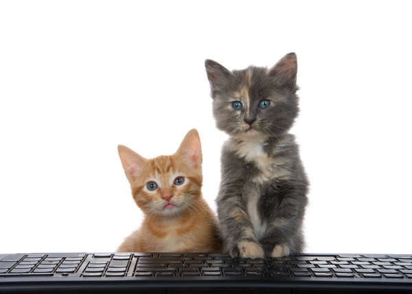 Close up of an orange tabby and diluted calico kitten at computer keyboard looking at viewer as if looking at computer monitor. Alert and attentive, curious. Animal antics