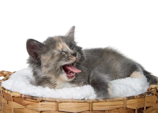 Diluído Calico Gatinho Que Coloca Uma Almofada Pele Carneiro Uma — Fotografia de Stock