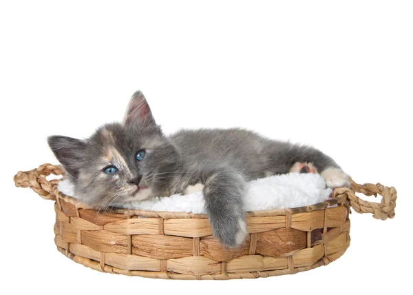Verwässertes Calico Kätzchen Liegt Auf Einem Schaffellkissen Einem Braunen Geflochtenen — Stockfoto