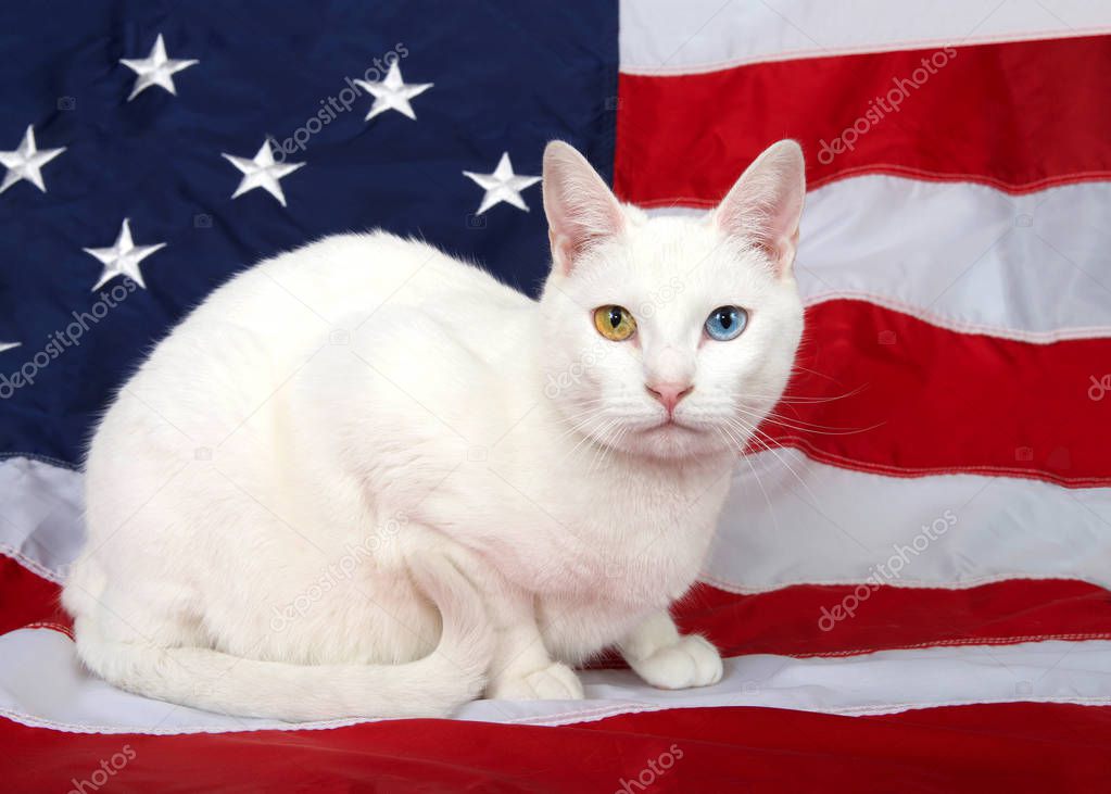 Portrait of a white cat with heterochromia (odd-eyes) crouched on an American flag, looking directly at viewer, tail curled up cute in front of her. Patriotic animal theme.