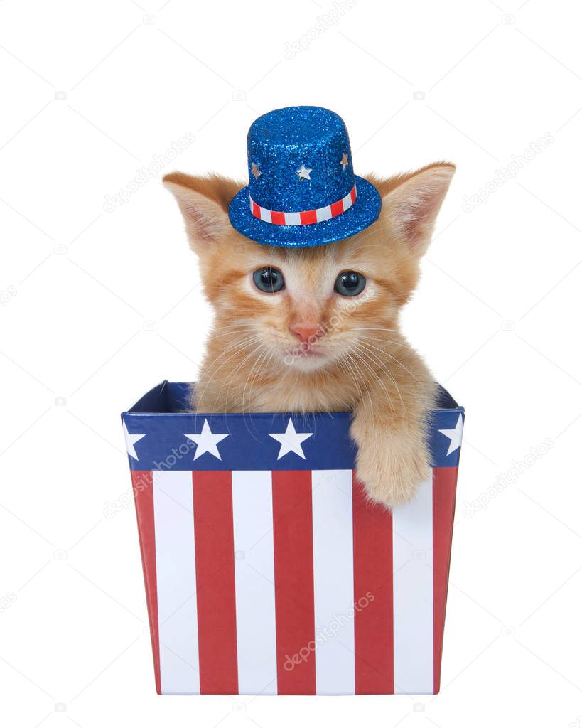 Tiny orange ginger tabby kitten sitting in a red white and blue patriotic box wearing hat looking directly at viewer with paw over side, isolated on white.