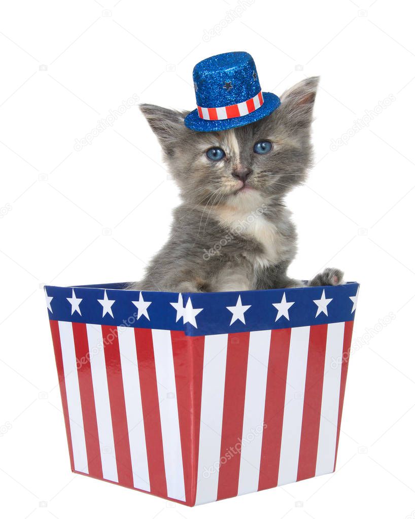 Tiny diluted tortie kitten sitting in a red white and blue patriotic box wearing hat looking directly at viewer with paw over side, isolated on white.
