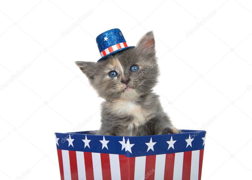 Tiny diluted tortie kitten sitting in a red white and blue patriotic box wearing hat looking directly at viewer with paw over side, isolated on white.