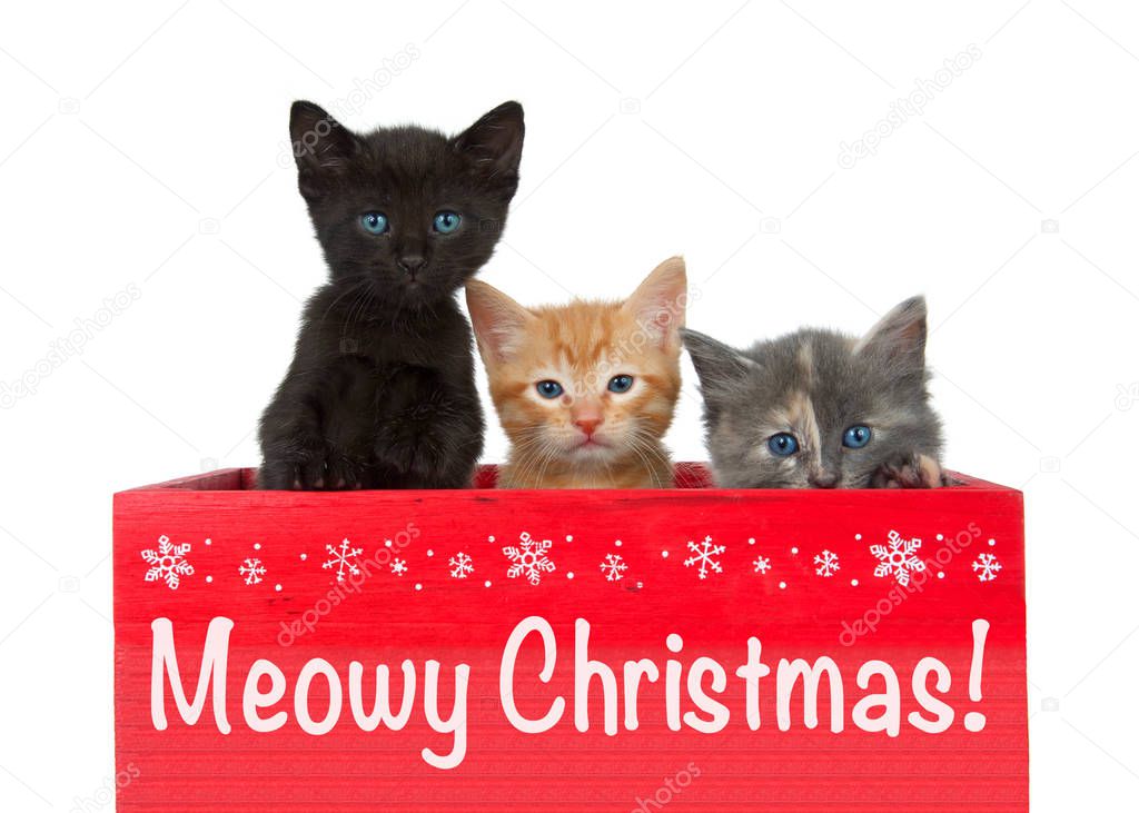Three diverse kittens in a red wooden box with Meowy Christmas printed in white across the front. Black, orange and diluted tortie kittens isolated on white. Christmas holiday theme.