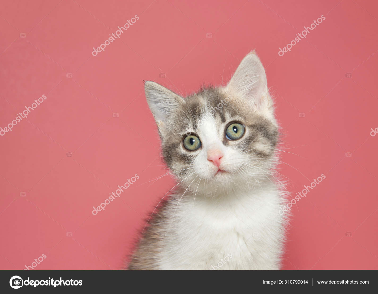 white and tan kitten