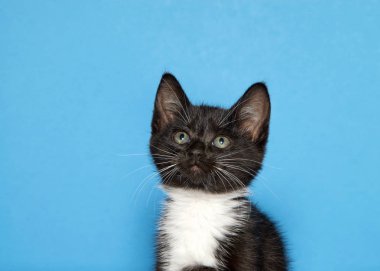 Siyah beyaz bir smokin yavrusuportresi izleyicilere bakarak bıraktı. Kopyalama alanı ile mavi arka plan.