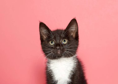 Siyah beyaz bir smokin yavrusuportresi izleyicilere bakarak bıraktı. Kopyalama alanı ile pembe arka plan.