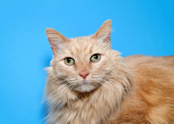 Retrato Gato Naranja Pelo Largo Mirando Directamente Espectador Con Ojos —  Fotos de Stock