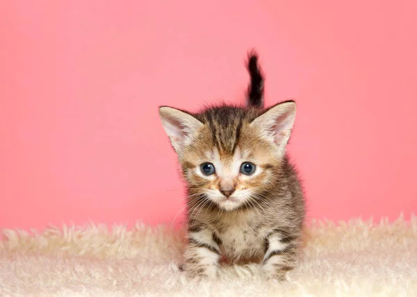 Adorable Tiny Kitten Few Weeks Old Standing Sheepskin Blanket Facing — Stock Photo, Image