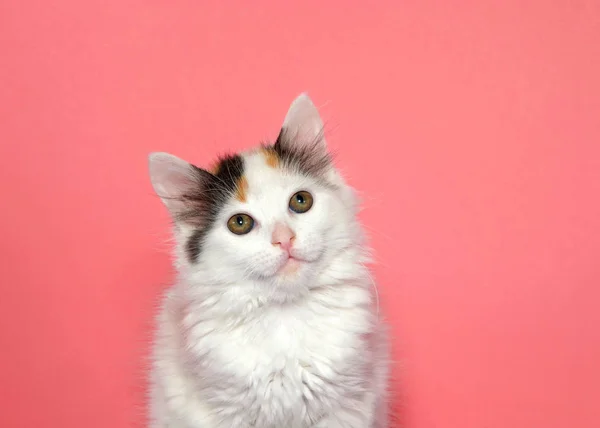 Retrato Pequeno Gatinho Branco Com Marcas Faciais Marrom Cinza Olhos — Fotografia de Stock