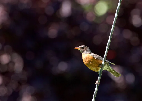 American Robin perched on a wire, purple tree bokeh in background. The American robin (Turdus migratorius) is a migratory songbird of the thrush family.