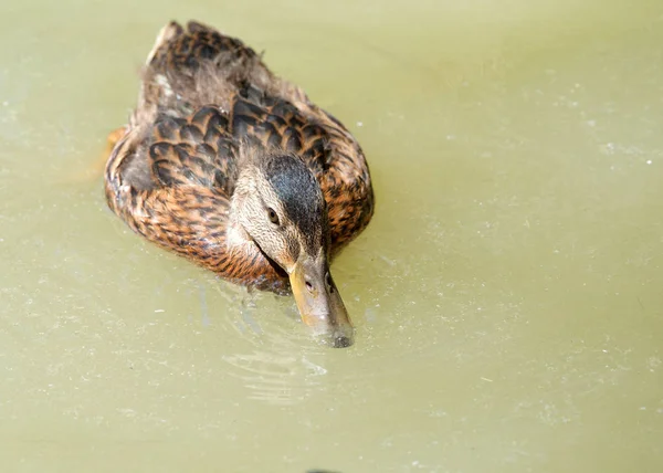 Juvenile Mallard Duck Swimming Murky Water Drinking Water Mallard Dabbling — Stock Photo, Image