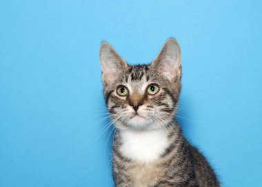 Soldaki görüntüleyenlere bakan gri ve beyaz bir tekir yavrusunun portresini kapatın. Mavi arka plan.