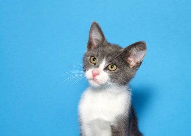 Yakından portre ve parlak sarı yeşil gözleri ile sevimli gri ve beyaz kedi yavrusu meraklı bir ifade eğik baş ile sol izleyicilere bakıyor. Mavi arka plan.