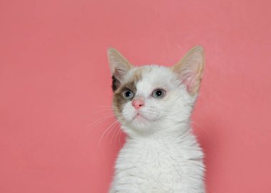 Beyaz ve kahverengi bir kedi yavrusu portresi sarı yeşil gözleri biraz izleyicilere bakarak sol. Pembe arka plan
