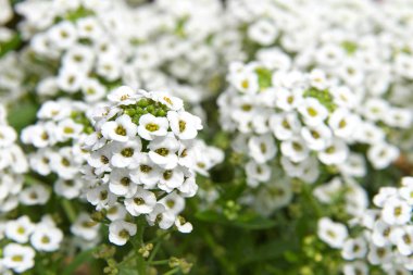 Alyssum çiçeklerkarakteristik küçük ve genellikle sarı veya beyaz renkli terminal kümeleri gruplanmış ama pembe veya mor olabilir.