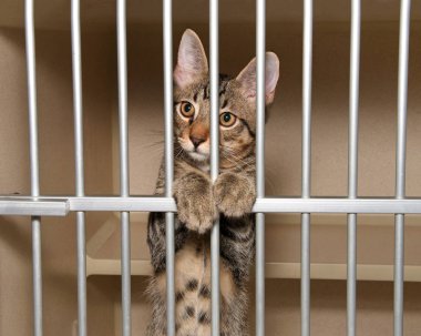 Parmaklıkların arkasından bakan bir barınak kulübesinde sevimli tekir yavrusu.