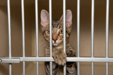 Parmaklıkların arkasından bakan bir barınak kulübesinde sevimli tekir yavrusu. 