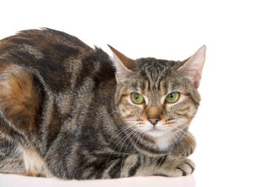 Beyaz arka plan üzerinde yeşil gözlü Bengal tabby karışımı kedi yakın. Bengal kedisi evcil kedi melezleri, Asya leopar kedisi ve Mısır Mau oluşturulan evcil bir kedi ırkı