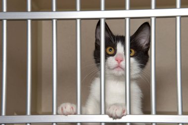 Parmaklıkların arkasından bakan bir barınak kulübesinde sevimli siyah beyaz kedi yavrusu.