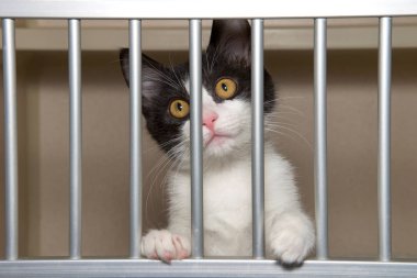 Parmaklıkların arkasından bakan bir barınak kulübesinde sevimli siyah beyaz kedi yavrusu.
