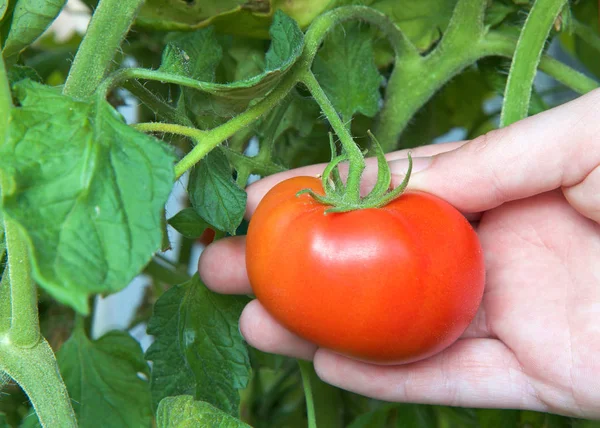 Mano Sosteniendo Tomate Creciendo Maduración Vid Rojo Listo Para Recoger — Foto de Stock