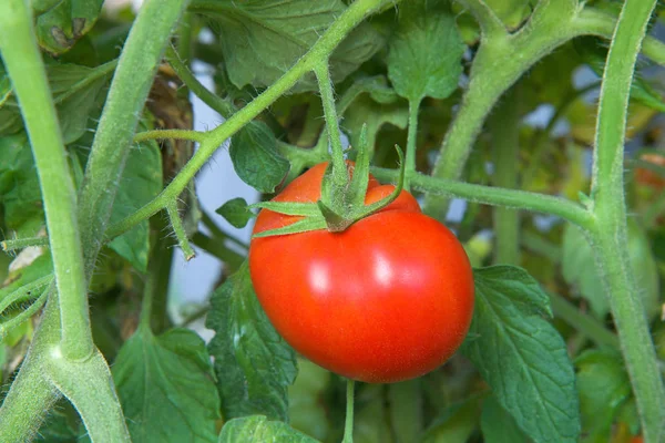 Tomate Creciendo Maduración Vid Rojo Listo Para Recoger Orgánica Cultivada — Foto de Stock