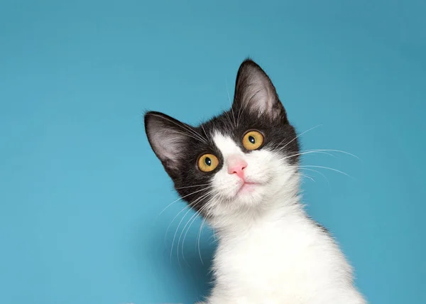 stock image Portrait of a white and black kitten with yellow eyes looking intently at viewer. Blue background.