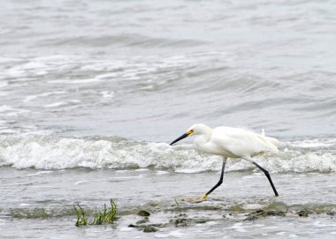 Karlı akbalıkçıl sahilde koşuyor, dalgalar arkadan geliyor.