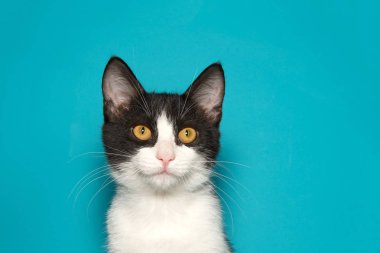 Parlak sarı gözlü siyah beyaz kedi yavrusu kopya alanı olan deniz mavisi arka plandaki izleyiciye bakıyor..