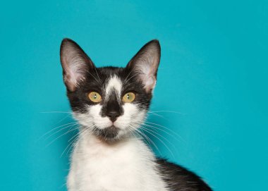 Parlak sarı gözlü siyah beyaz kedi yavrusu kopya alanı olan deniz mavisi arkaplanından doğrudan izleyiciye bakıyor.