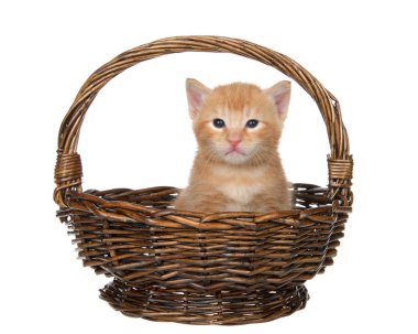 Beyaza izole edilmiş kahverengi sepetin içinde oturan turuncu tekir kedi yavrusu. Eğlenceli hayvan maskaralıkları.