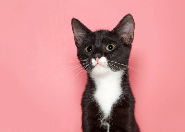 Siyah-beyaz sevimli bir smokin kedisinin portresi. Geniş gözlü büyük gözbebekleri var. İzleyiciye bakıyor..