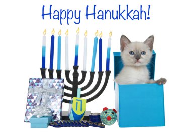 Minik sevimli siyam kedisi menoranın yanındaki mavi bir kutudan altın, sikke ve hediyeler ve Hanuka için oyuncak fareyle çıkıyor. Hayvan maskaralıkları eğlenceli bayram teması Mutlu Hanuka metinleri mavi