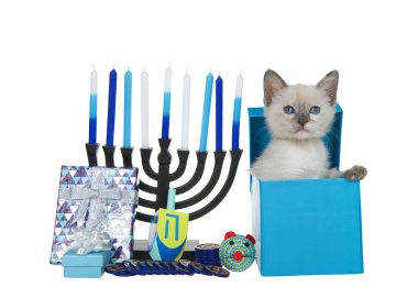 Minik sevimli siyam kedisi menoranın yanındaki mavi bir kutudan altın, sikke ve hediyeler ve Hanuka için oyuncak fareyle çıkıyor. Hayvan maskaralıkları eğlenceli tatil teması. 