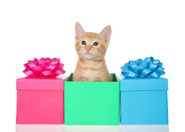 Sevimli, küçük, turuncu kedi yavrusu renkli doğum gününden çıkıyor, Anneler Günü, kutlamalar kutlaması pastel renklerle kutlanıyor, kutular eşleşiyor, beyaza izole edilmiş. Hayvan maskaralıkları bayram teması