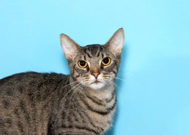 Kapalı portre, sevimli tekir kedi doğrudan izleyiciye bakıyor, mavi arka plan ve kopyalama alanı.