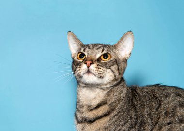 Portre profil görünümünü kapat, sevimli tekir kedicik hayranlarını merakla izliyor, mavi arkaplan ve kopya alanı.