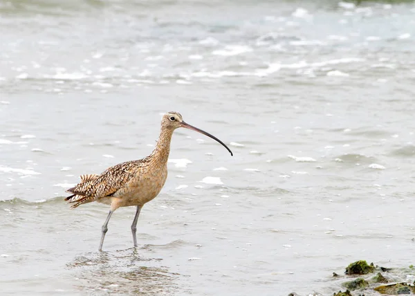 One Long Billed Curlew Foraging Food Banks Wetland Northern California — Stock Photo, Image