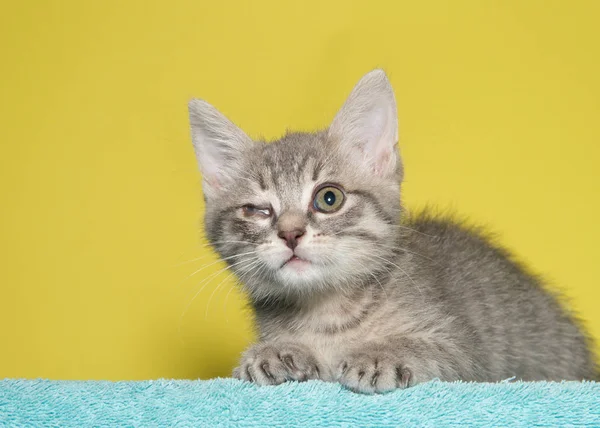 Young grey and tan tabby kitten with congenital defect of right eye, not fully opened and film membrane sealing the eye mostly closed. Lying on green blanket with mustard yellow background.