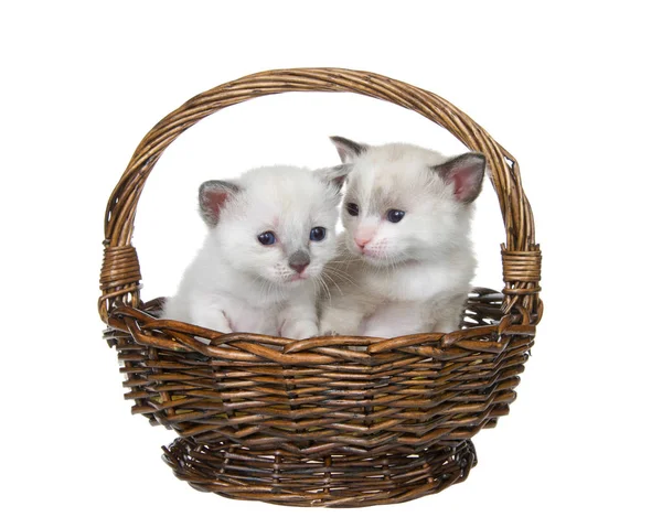 Dois Gatinhos Siameses Sentados Uma Pequena Cesta Vime Isolada Branco — Fotografia de Stock