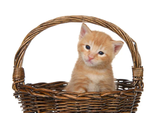 Close Gatinho Bebê Tabby Laranja Sentado Uma Cesta Vime Marrom — Fotografia de Stock