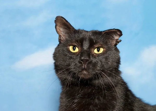 Retrato Adorable Gato Negro Desaliñado Abrazable Mirando Directamente Espectador Con —  Fotos de Stock