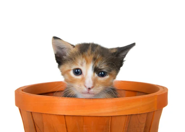 Adorável Gatinho Tartaruga Sentado Uma Cesta Outono Halloween Laranja Olhando — Fotografia de Stock