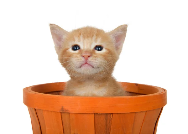 Adorável Laranja Gengibre Tabby Gatinho Sentado Uma Cesta Outono Halloween — Fotografia de Stock